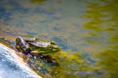 Une grenouille d'étang (Rana esculenta) assise dans l'eau près d'une pierre sur le rivage.