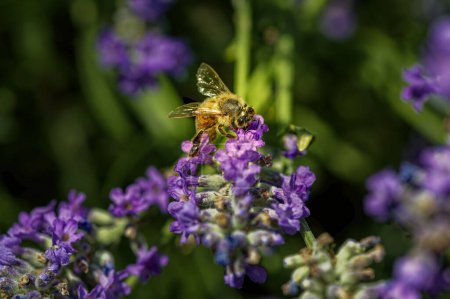 Biene (Apis) auf Lavendel (Lavandula angustifolia) auf einer Wildkräuterwiese.