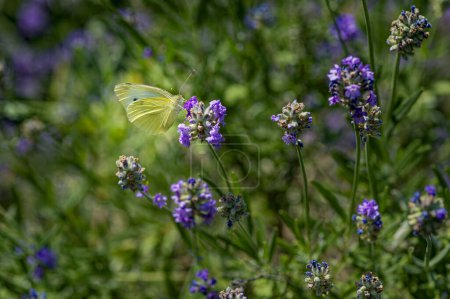 Brimstone butterfly (Gonepteryx rhamni) on lavender (Lavandula angustifolia) at a wild herb meadow.