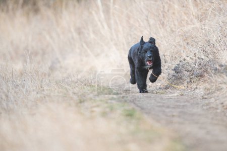 Téléchargez les photos : Joyeux chien qui court. Récupérateur d'or noir - en image libre de droit