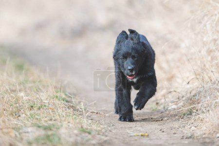 Téléchargez les photos : Joyeux chien qui court. Récupérateur d'or noir - en image libre de droit
