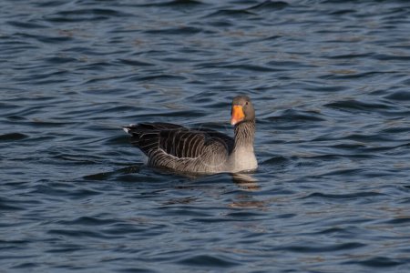 Téléchargez les photos : Greylag Goose pourrait étudier la caméra lointaine - en image libre de droit