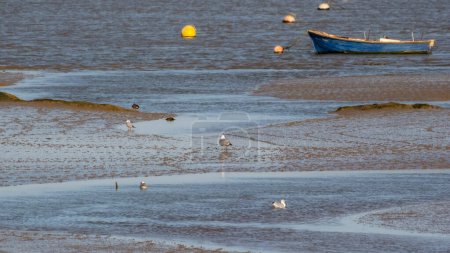 Téléchargez les photos : Scène de rive inondée avec mouettes et bateau à rames - en image libre de droit