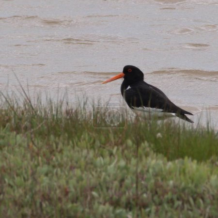 Photo for Oyster catcher wading in riverbank marshes looking for food - Royalty Free Image