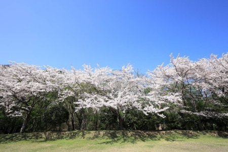 Téléchargez les photos : Rangée de cerisiers en fleurs à Inatori Highland, Higashi Izu, Shizuoka, Japon - en image libre de droit
