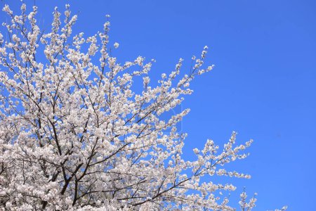 Téléchargez les photos : Fleur de cerisier à Inatori Highland, Higashi Izu, Shizuoka, Japon - en image libre de droit