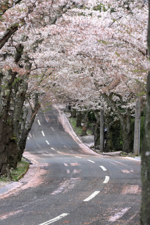 Téléchargez les photos : Tunnel de fleurs de cerisier dans les hauts plateaux d'Izu, Shizuoka, Japon - en image libre de droit