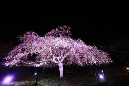 Téléchargez les photos : Cerisier pleureur à Sakura no sato, Izu, Shizuoka, Japon (scène nocturne) - en image libre de droit