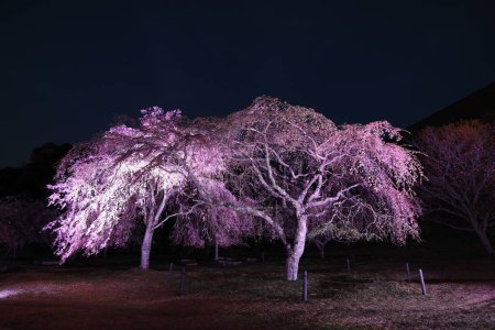 Téléchargez les photos : Cerisier pleureur à Sakura no sato, Izu, Shizuoka, Japon (scène nocturne) - en image libre de droit