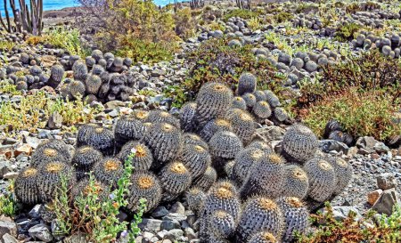 Téléchargez les photos : Belle plage côtière rocheuse et pierreuse couverte de nombreux cactus sauvages naturels (Copiapoa tenebrosa cinerea) - Chili, côte de l'océan Pacifique - en image libre de droit