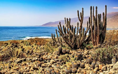 Téléchargez les photos : Vue de différentes espèces de cactus sauvages poussant sur un terrain pierreux sec sur la côte pacifique chilienne (Eulychnia iquiquensis et Copiapoa tenebrosa cinerea) - Pan de Azucar, Chili - en image libre de droit