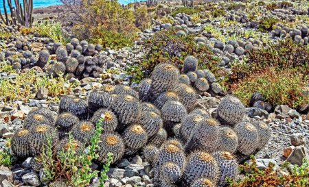 Photo for Beautiful stony rocky coastal beach covered with many natural wild cactuses  (Copiapoa tenebrosa cinerea) - Chile, Pacific ocean coast - Royalty Free Image