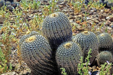 Téléchargez les photos : Gros plan de cactus naturels sauvages (Copiapoa tenebrosa cinerea) sur sol rocheux sec - Chili, Océan Pacifique - en image libre de droit
