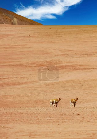 Foto de Paisaje árido árido seco, colina solitaria de dunas de arena con grupo perdido 3 vicunas Laguna Miscanti, desierto de Atacama, Chile - Imagen libre de derechos