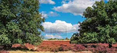 Téléchargez les photos : Beau paysage de bruyère avec des fleurs d'erica pourpre en fleurs et des chênes verts à la fin de l'été - Loonse en Drunense Duinen National Park, Pays-Bas - en image libre de droit