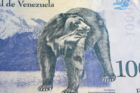 Téléchargez les photos : Portrait de l'ours à lunettes sud-américain (Tremarctos ornatos) sur le Venezuela Bolivar billet de banque en monnaie (accent sur le centre) - en image libre de droit