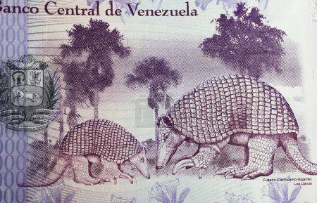 Téléchargez les photos : Portrait de l'armadillo géant (Priodontes maximus) sur le Venezuela Bolivar billet en monnaie (focus sur le centre) - en image libre de droit