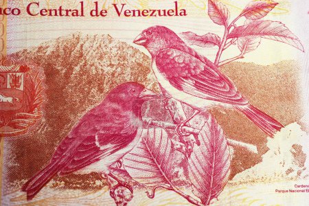 Téléchargez les photos : Portrait d'oiseaux de siskin rouge (Spinus cucullatus) en voie de disparition pinson sur 20.000 Venezuela Bolivar billet de banque en monnaie (focus sur le centre) - en image libre de droit
