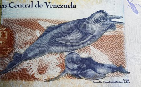 Foto de Retrato de Boto Amazonas delfines del río Orinoco (Inia geoffrensison) en Venezuela 500 Bolívar billete de moneda (enfoque en el centro) - Imagen libre de derechos
