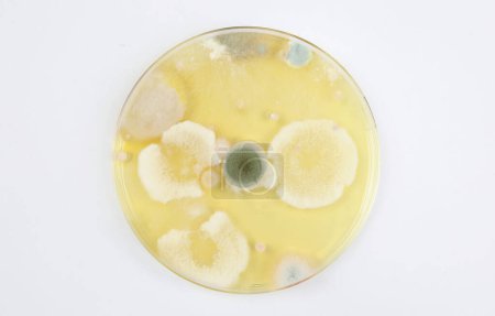 Schimmelpilztest Petrischale Agar-Nährmedium mit verschiedenen weißen und grünen Sporenkolonien, weißer Hintergrund (Schwerpunkt Mitte))