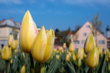 Téléchargez les photos : Au printemps, des tulipes jaunes fleurissent sur le fond d'une ville historique de Bavière. - en image libre de droit