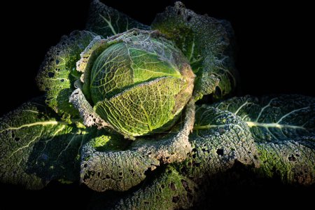 Close up of a savoy cabbage on the field. The plant is covered with frost. The background is dark, from which the vegetables stand out.