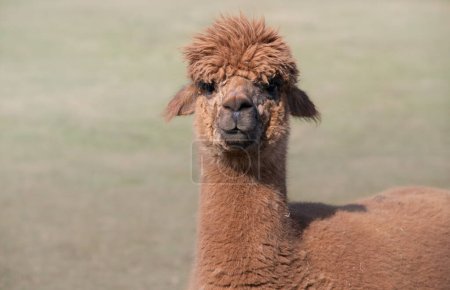 Foto de Primer plano de una alpaca marrón mirando a la cámara con asombro. Puedes ver la cabeza y el cuello del animal. El fondo es verde, con espacio para el texto. - Imagen libre de derechos