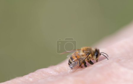Close-up of a tiny honey bee sitting on a human's skin. The background is green, with space for text.