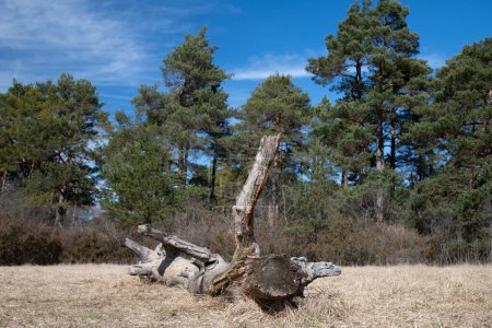 Foto de Un tronco de árbol muerto yace sobre hierba seca. En el fondo árboles de coníferas contra un cielo azul con nubes delicadas. El sol brilla. - Imagen libre de derechos