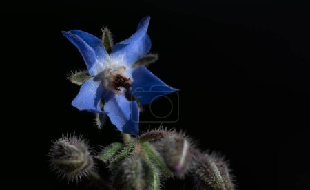Foto de Una flor de borraja floreciente crece sobre un fondo oscuro - Imagen libre de derechos