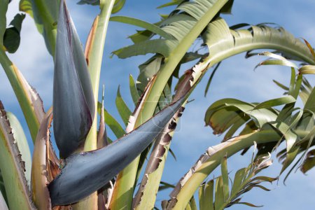A Tree Strelitzia (Strelitzia nicolai) with large green leaves has blue buds growing on the treetop. In the background the blue sky.