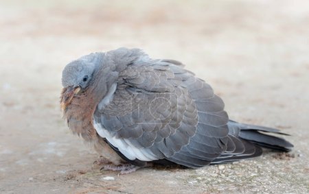 Photo for An old wood pigeon, with ruffled plumage, sits on the bare earth. The dove is gray with a red breast. The beak is rough and worn. - Royalty Free Image
