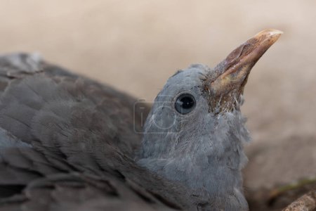 Photo for Head of a gray dove on a light background. The stave has ruffled plumage and the head looks up. The animal opened its eyes. - Royalty Free Image
