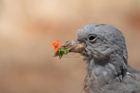 Photo for Close-up of the head of a gray pigeon holding a flower in its beak. The background is light and brown. There is space for text - Royalty Free Image