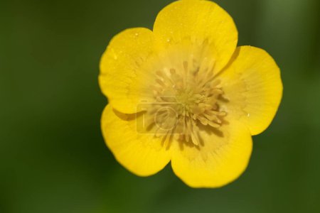 Foto de Vista de cerca de una flor de buttercup amarillo desde arriba. El fondo es verde. - Imagen libre de derechos