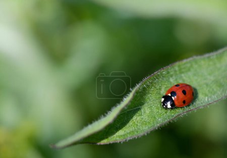 Photo for A small red ladybug sits on a green leaf in nature. The background is green with space for text. The ladybug is a seven-spot, a European ladybug - Royalty Free Image