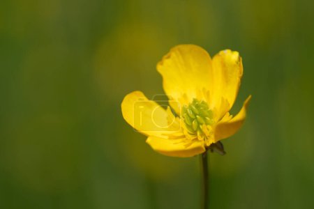 Foto de Primer plano de un buttercup amarillo parado en un prado verde. El sol brilla en verano. - Imagen libre de derechos