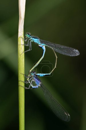 Photo for Close up of two feather dragonflies (Platycnemididae) hanging from a stem. The dragonflies form a dragonfly ring in love with each other. The blue and green dragonfly stand out against the background. - Royalty Free Image