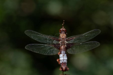 Photo for Close-up of a flat-bellied dragonfly (Libellula depressa) perched on a scrawny stem. The background is green and with light reflections - Royalty Free Image