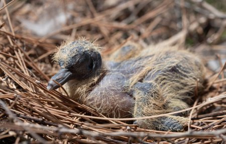 Foto de Primer plano de un pichón de paloma recién nacido. El polluelo todavía tiene los ojos cerrados y está en su nido. - Imagen libre de derechos