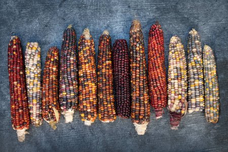 Téléchargez les photos : Plusieurs épis de maïs mûrs et colorés reposent l'un à côté de l'autre sur un fond gris. Les épis de maïs ont des couleurs différentes. - en image libre de droit