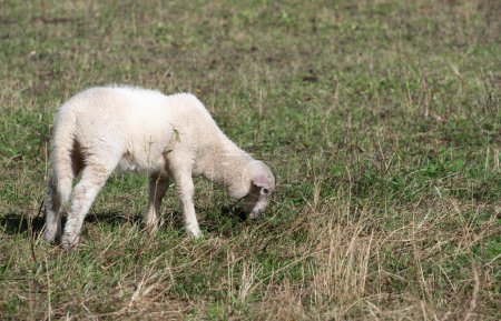 Foto de Un cordero blanco pequeño está pastando en un pasto. El animal se agacha y come.. - Imagen libre de derechos