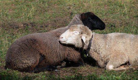 Foto de Dos ovejas yacen en el pasto y se abrazan juntas. Una oveja es negra, la otra es blanca. - Imagen libre de derechos
