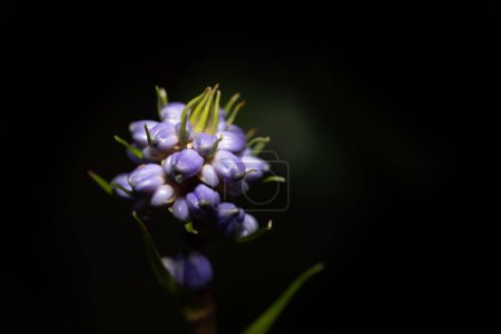 Nahaufnahme einer Knospe der blauen Ingwerblüten (Dichorisandra Thyrsiflora), die noch geschlossen ist. Die Blume leuchtet vor dunklem Hintergrund.