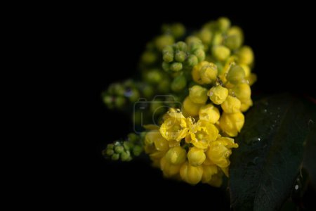 Nahaufnahme der gelben Blüten der Mahonie (Mahonia aquifolium) im Frühling. Die kleinen Blüten sind mit Wassertropfen bedeckt und der Hintergrund ist dunkel.