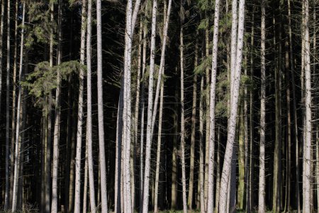 Téléchargez les photos : Gros plan d'une forêt. De nombreux troncs d'épinette peuvent être vus, formant un contraste lumineux avec le fond sombre. - en image libre de droit