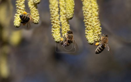Plusieurs abeilles sont suspendues aux branches florifères du noisetier, à la recherche de pollen. Il y a de la place pour le texte en dessous.