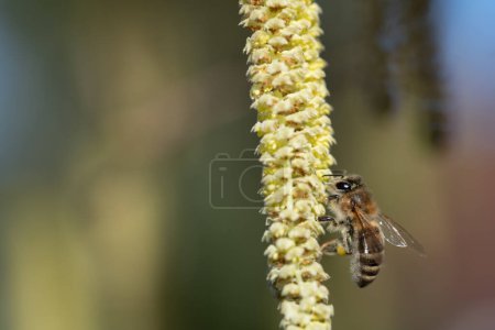 Au printemps, une abeille est suspendue au buisson fleuri d'une noisette sauvage. L'abeille cherche du pollen et de la nourriture.