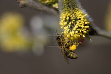 Foto de Primer plano de una pequeña abeja en busca de polen en las primeras flores del sauce. La abeja cuelga de abajo en la flor amarilla. - Imagen libre de derechos