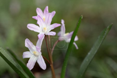 Kleine lila Blüten mit offenen Blüten (Chionodoxa luciliae), die im Frühling auf einer Wiese blühen. Die Pflanzen sind noch feucht vom Tau.